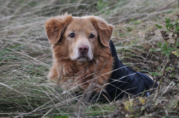 Chaplin 14 years old